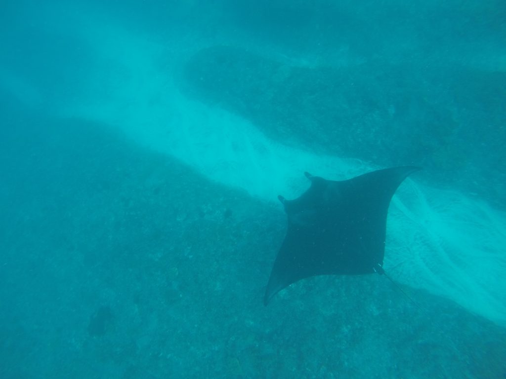 manta snorkelen nusa lembongan