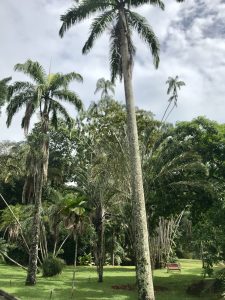 Penang Hill Botanische tuinen