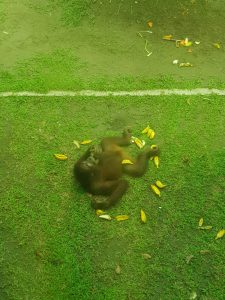 orang oetan sepilok borneo