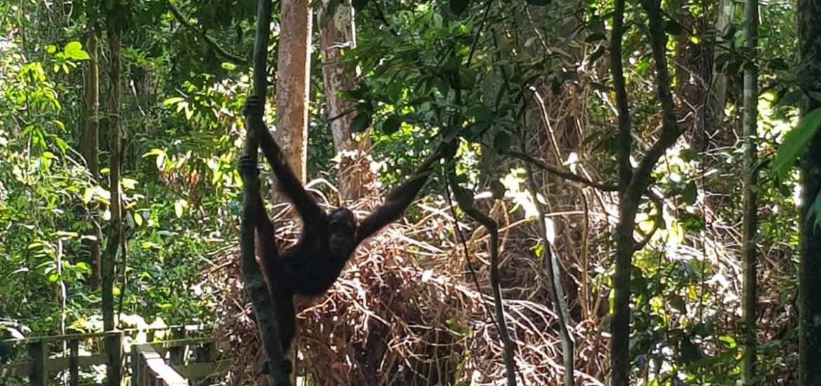 orang oetan borneo sepilok