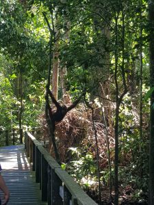 orang oetan borneo sepilok