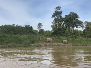 olifant sandakan river cruise