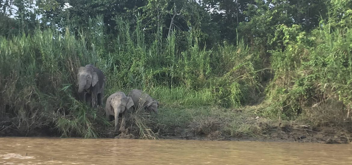 olifant river cruise borneo