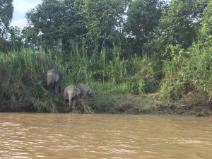 olifant river cruise borneo