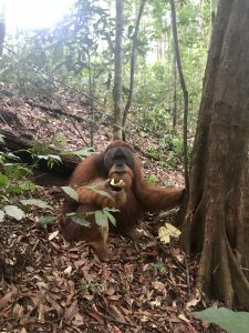 Orang oetan mannetje sumatra jungle bukit lawang