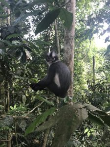 Thomas leaf monkey david beckham