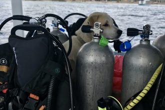 Blue corner dive chuckles dog
