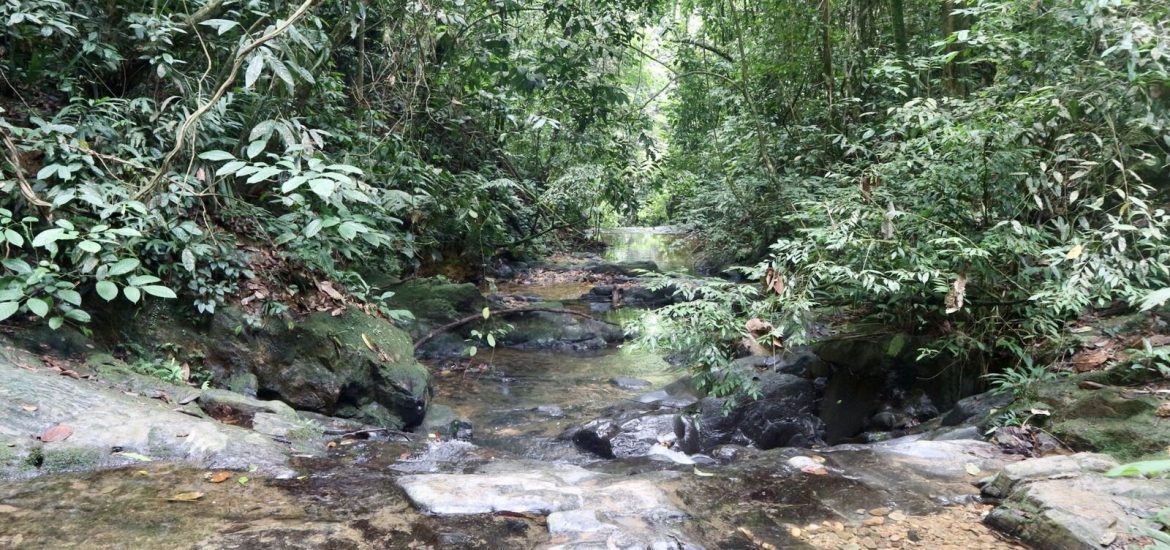 Jungle bukit lawang