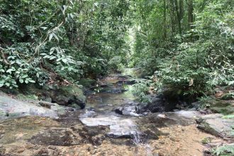 Jungle bukit lawang