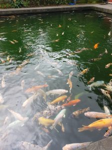 fish tirta empul