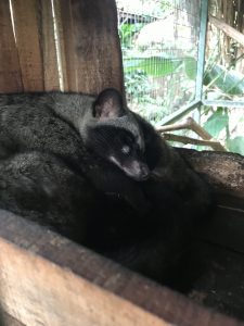 luwak bali