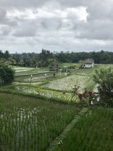 rijstvelden Ubud restaurant