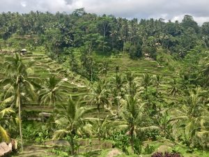 tegagalang ricefields