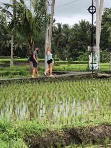 rijsvelden ubud