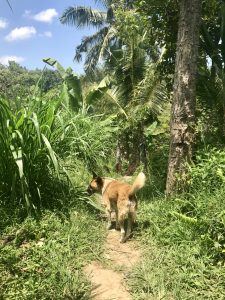 tetebatu ricefield lombok hond