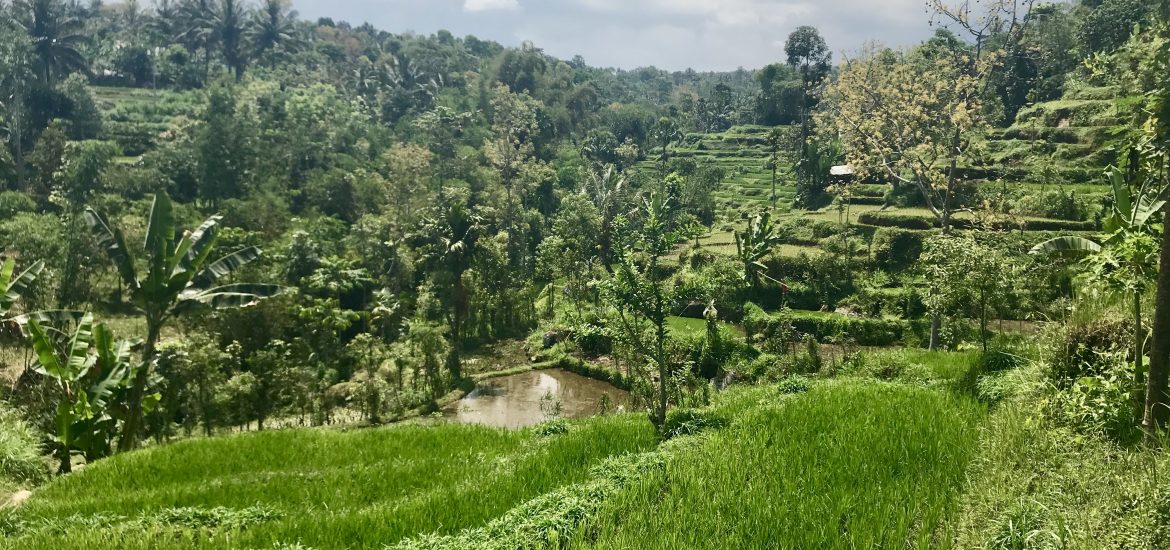 tetebatu ricefield lombok