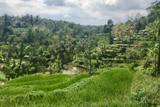 tetebatu ricefield lombok