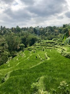 tetebatu ricefield lombok