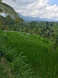 tetebatu ricefield lombok