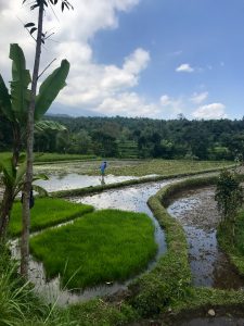 tetebatu ricefield lombok worker