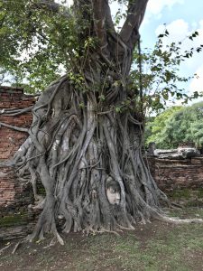 ayutthaya tempel bhudda head bhodi tree