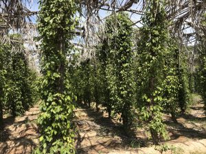 kampot pepper