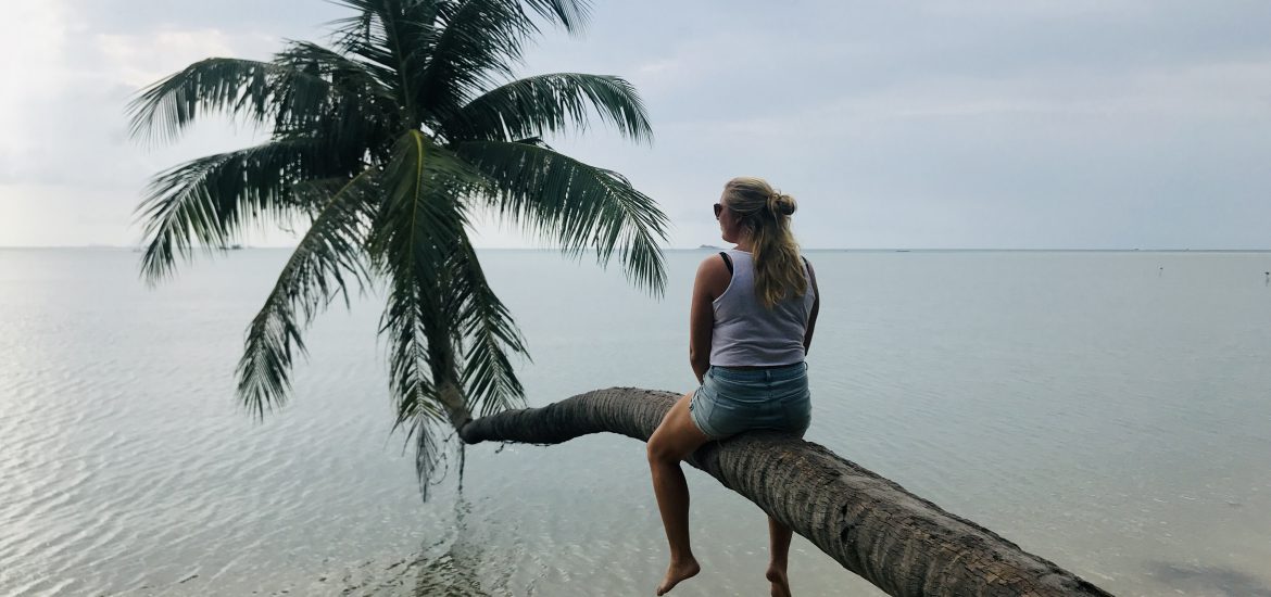 koh phangan palm tree