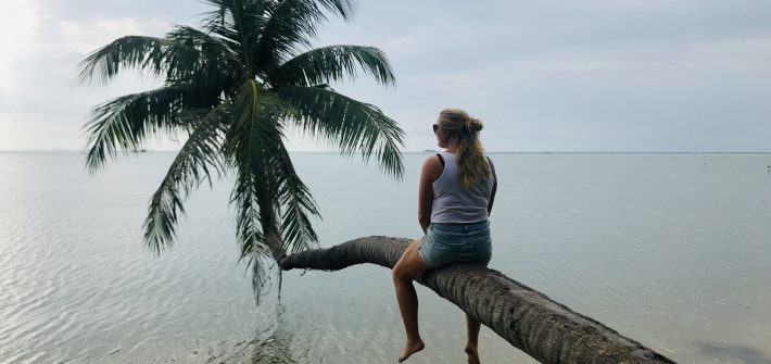 koh phangan palm tree